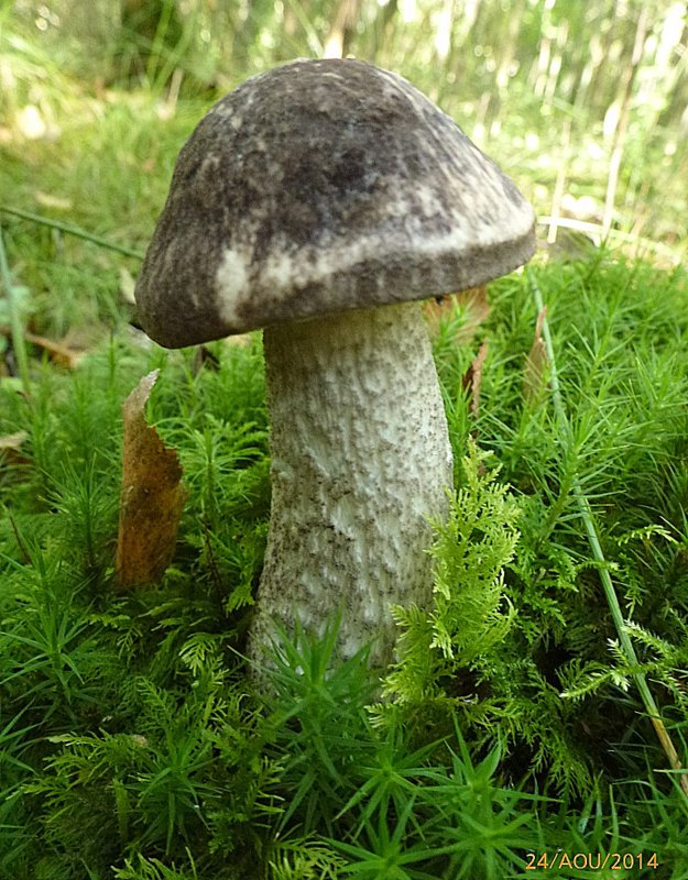 Leccinum variicolor Charbonnier 001